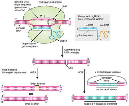 Science：重大进展！构建出增加基因组靶向范围的CRISPR/Cas9系统