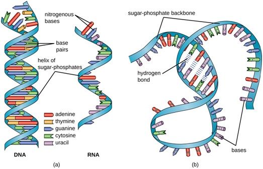 CRISPR/Cas9基因编辑大牛张锋笑了！美国联邦巡回上诉法院支持CRISPR专利授予给布罗德研究所