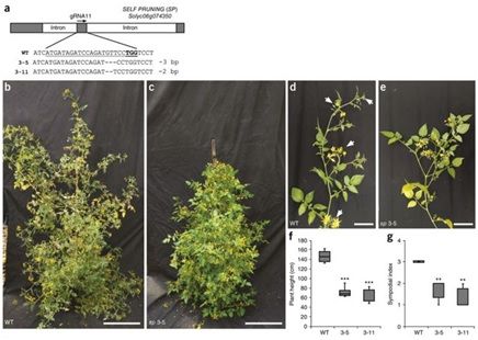 Nat&#160;Biotechnol：利用CRISPR-Cas9基因组编辑技术从头培育出新的作物品种