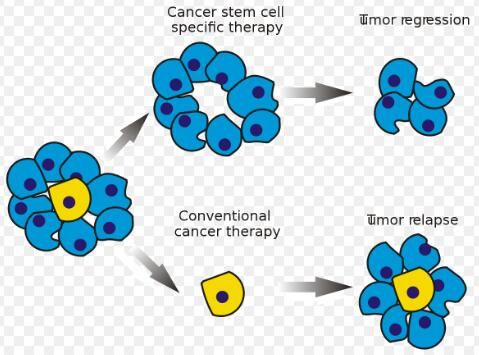 Cancer&nbsp;Res：癌症干细胞或会以特殊方式来利用正常基因“作恶”