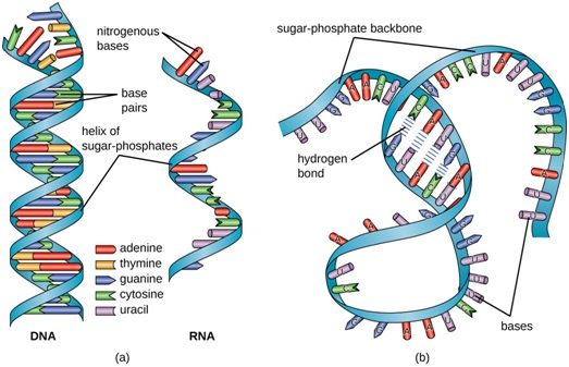 CRISPR基因组编辑有望用于整形外科中