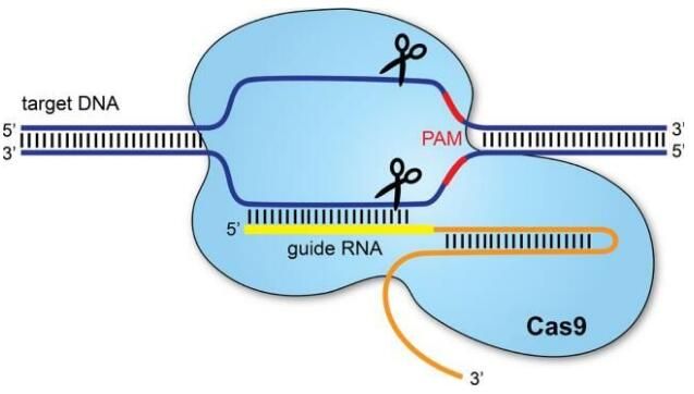 解读近期基因编辑领域重要研究成果！