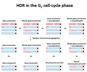 Nucleic&#160;Acids&#160;Res：揭示CRISPR-Cas9基因编辑为何遭遇失败