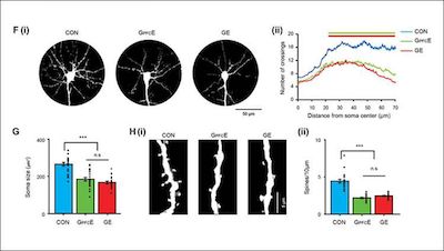 J&#160;Neurosci：关键基因影响大脑前额叶发育以及精神疾病的发生