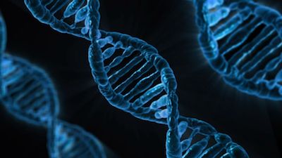 JCI&#160;insight：CRISPR-CAS9&#160;基因编辑技术用于治疗肌营养不良症