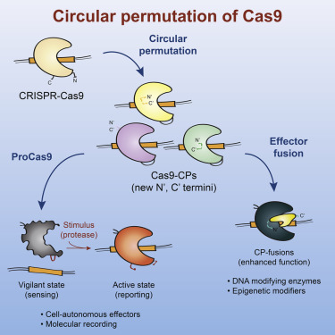 Cell：给Cas9一个开启开关，从而更好地控制CRISPR基因编辑