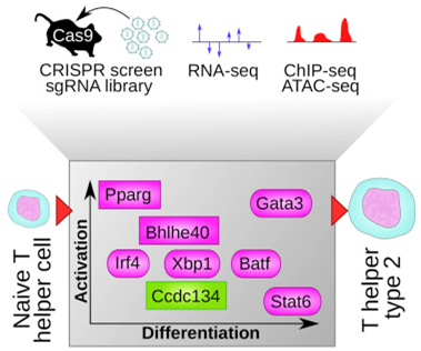 Cell：利用CRISPR-Cas9鉴定出新的辅助性T细胞调节基因