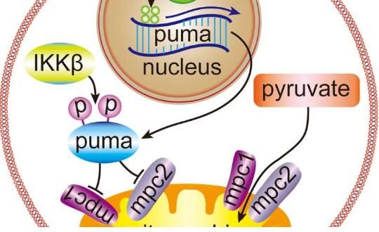 Cancer&nbsp;Cell：重大突破！抑癌基因p53竟会促进肿瘤生长！