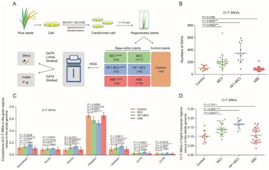 Science：中科院高彩霞课题组发现胞嘧啶碱基编辑器引发意想不到的全基因组脱靶突变