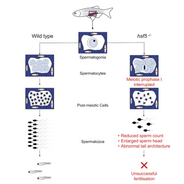 Cell&#160;Rep：关闭HSF5基因会导致更少更差的精子