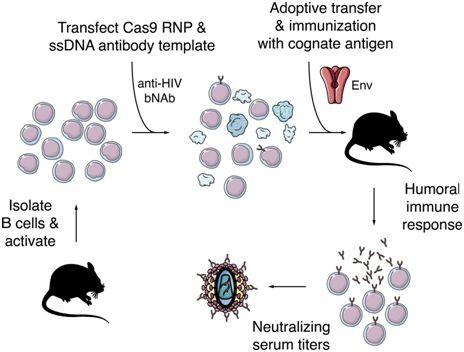 JEM：利用CRISPR/Cas9对B细胞进行基因编辑有望开发出HIV疫苗