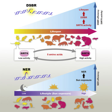 Cell：活性更强的长寿基因SIRT6意味着更长的寿命？