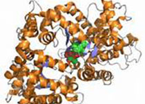 Nature：研究揭示人类疱疹病毒的基因组包装机制