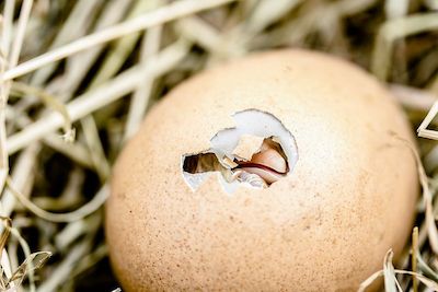 elife：基因编辑鸡胚能够抵抗禽流感