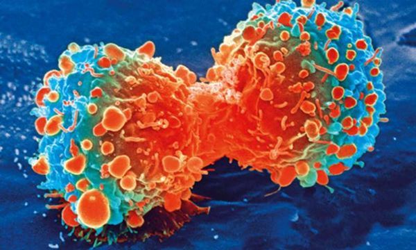 Mol&#160;Cancer&#160;Ther：意外！病人对基因靶向药物的反应竟取决于癌症类型