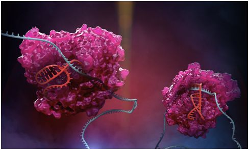 Science：基因编辑大牛开发出RESCUE技术，可扩大RNA编辑能力