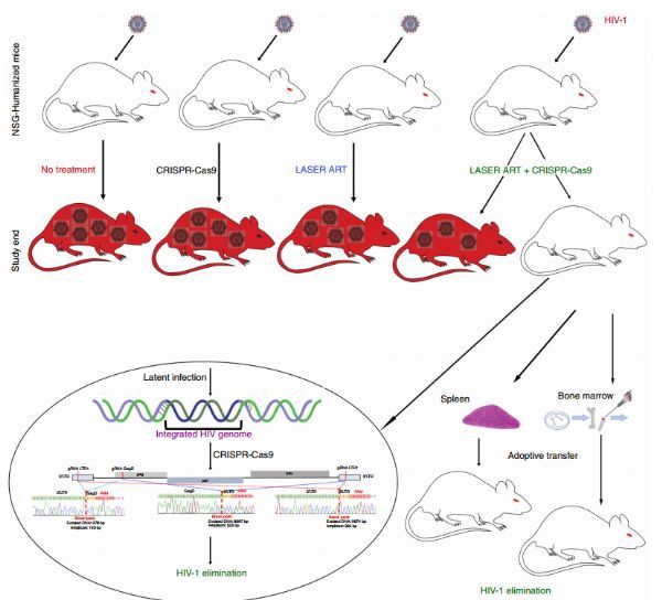 Nat&#160;Commun：首次利用CRISPR从活动物基因组中清除HIV