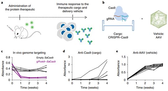 Nature子刊：利用免疫正交直向同源物有望提高CRISPR-Cas9基因组编辑效率