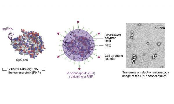 Nat&#160;Nanotech：新型纳米胶囊高效输送Cas9核糖核酸蛋白复合物用于体内基因组编辑