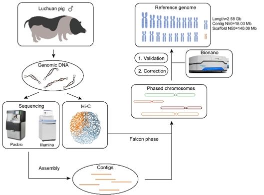 首个亚洲家猪“超清”基因组图谱发布