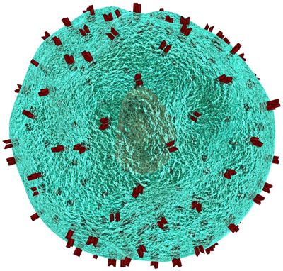 Cell&#160;Stem&#160;Cell：经过基因改造的HSC-iNKT细胞提供持久的抗肿瘤免疫反应