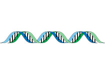 “垃圾基因”数据库收获全球遗传学家“粉丝”