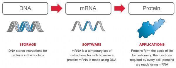 罕见病基因疗法！Moderna公司丙酸血症药物mRNA-3927获美国FDA授予快速通道资格