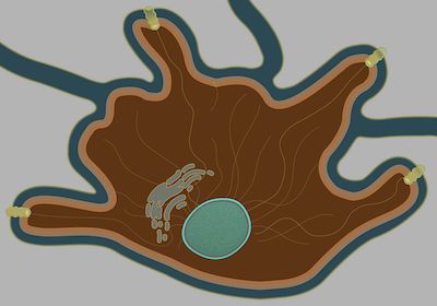 EMBO&#160;J：新研究揭示细胞压力恢复期间的基因微调机制