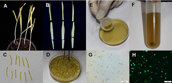 研究建立快速筛选丁布类代谢物合成和转录相关基因的玉米原生质体平台